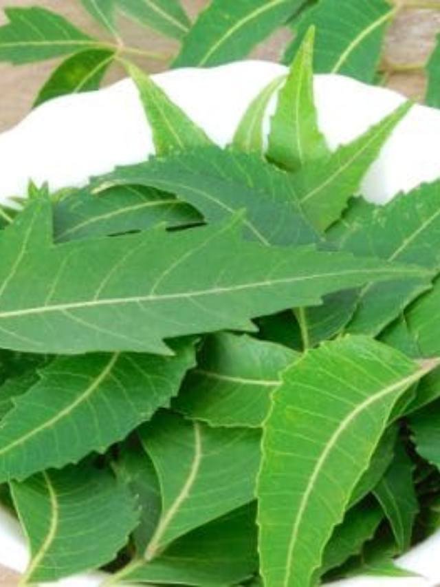 neem leaf